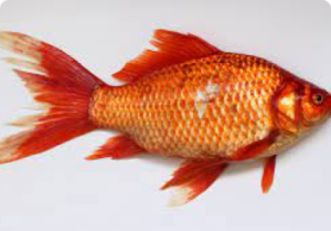 Fisch stinkt am Kopf